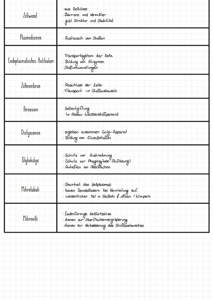 Von der Zelle zum Organismus 2
-Funktionszusammenhange in verschiedenen Systardbaren am Beispiel der Pflanze
DIE PFLANZENZELLE
ER
Ribasomen
