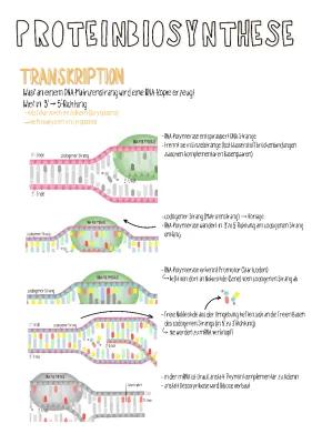 Know Proteinbiosynthese thumbnail