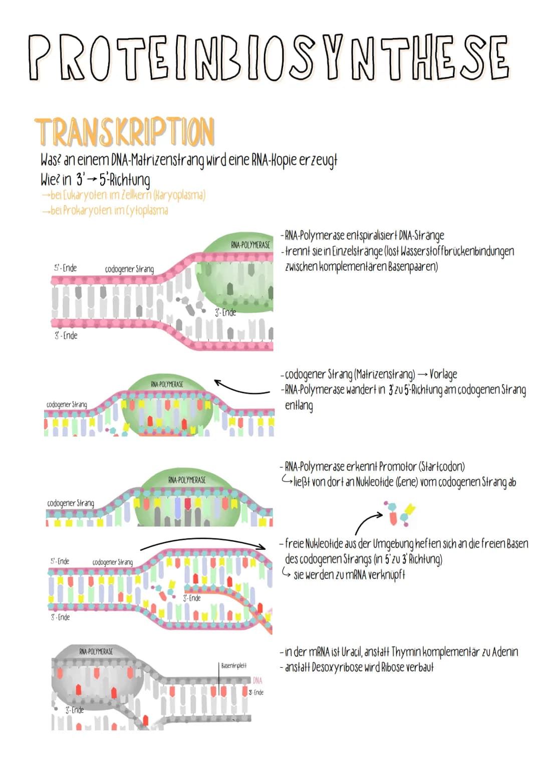 
<h2 id="transkription">Transkription</h2>
<p>Bei der Proteinbiosynthese erfolgt die Transkription, bei der eine RNA-Kopie an einem DNA-Matr