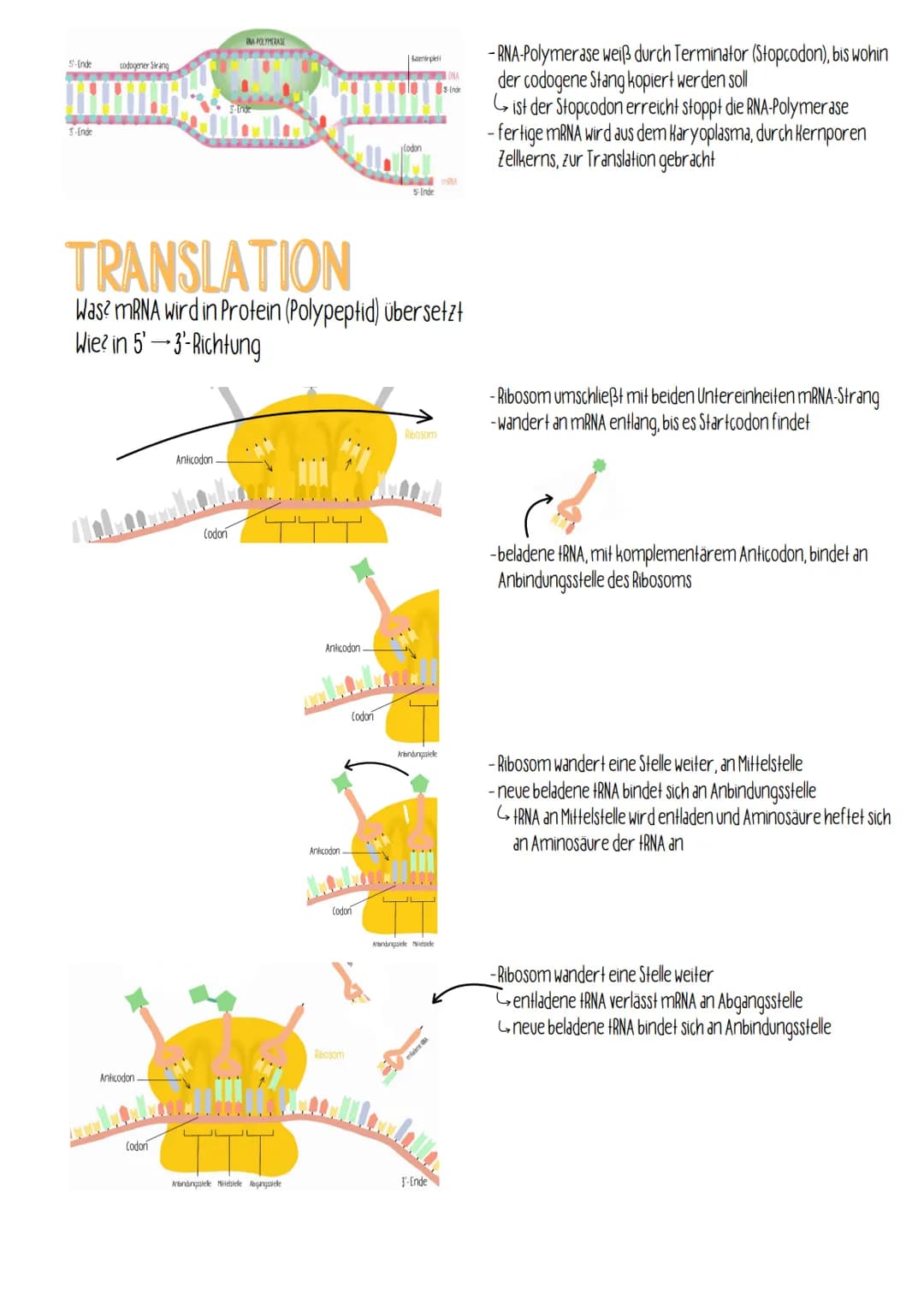 
<h2 id="transkription">Transkription</h2>
<p>Bei der Proteinbiosynthese erfolgt die Transkription, bei der eine RNA-Kopie an einem DNA-Matr