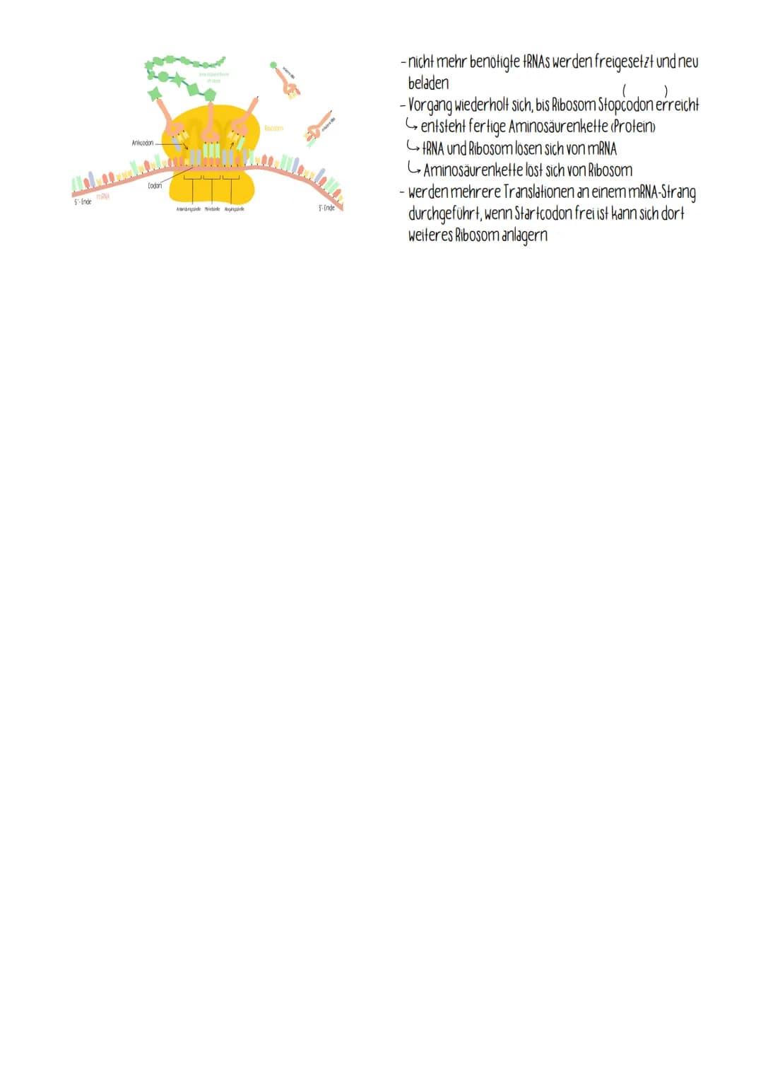 
<h2 id="transkription">Transkription</h2>
<p>Bei der Proteinbiosynthese erfolgt die Transkription, bei der eine RNA-Kopie an einem DNA-Matr