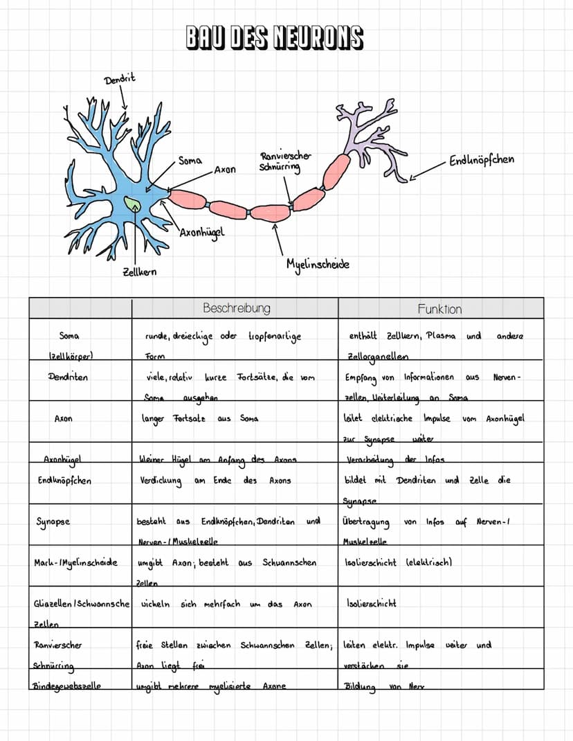 E
E O
③ ooooooo
oooooooooooo
oooooo
ooo
ооооооооооооооооо
0
ooooo
00
INHALTSVERZEICHNIS
Bau des Neurons
Das Ruhepotential
Das Aktionspotenti
