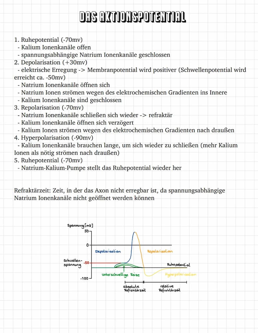 E
E O
③ ooooooo
oooooooooooo
oooooo
ooo
ооооооооооооооооо
0
ooooo
00
INHALTSVERZEICHNIS
Bau des Neurons
Das Ruhepotential
Das Aktionspotenti