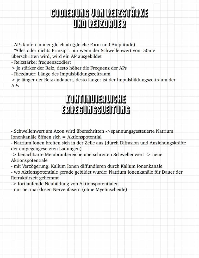 E
E O
③ ooooooo
oooooooooooo
oooooo
ooo
ооооооооооооооооо
0
ooooo
00
INHALTSVERZEICHNIS
Bau des Neurons
Das Ruhepotential
Das Aktionspotenti