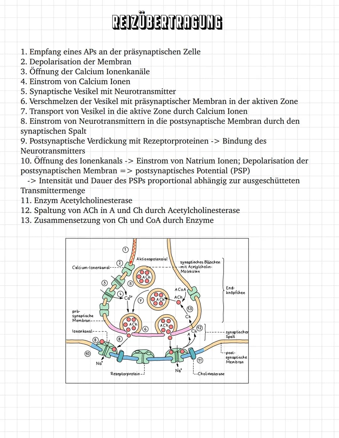 E
E O
③ ooooooo
oooooooooooo
oooooo
ooo
ооооооооооооооооо
0
ooooo
00
INHALTSVERZEICHNIS
Bau des Neurons
Das Ruhepotential
Das Aktionspotenti