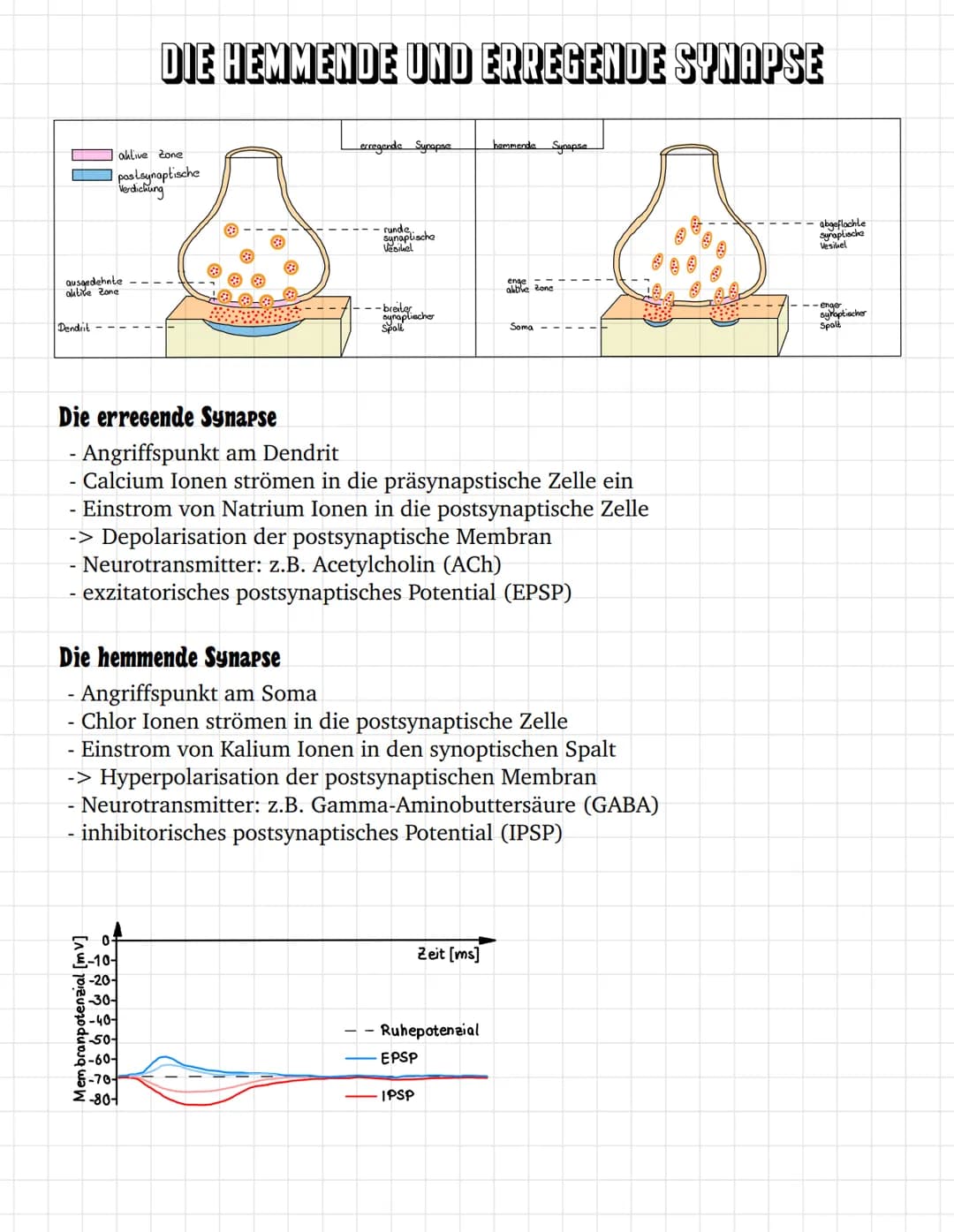 E
E O
③ ooooooo
oooooooooooo
oooooo
ooo
ооооооооооооооооо
0
ooooo
00
INHALTSVERZEICHNIS
Bau des Neurons
Das Ruhepotential
Das Aktionspotenti
