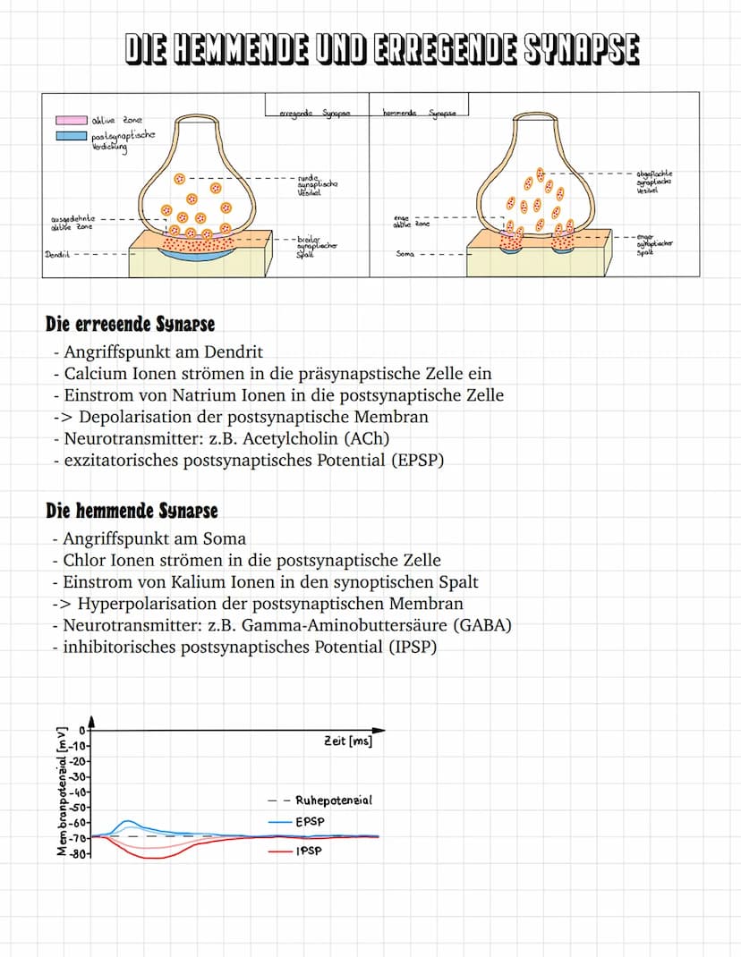 E
E O
③ ooooooo
oooooooooooo
oooooo
ooo
ооооооооооооооооо
0
ooooo
00
INHALTSVERZEICHNIS
Bau des Neurons
Das Ruhepotential
Das Aktionspotenti