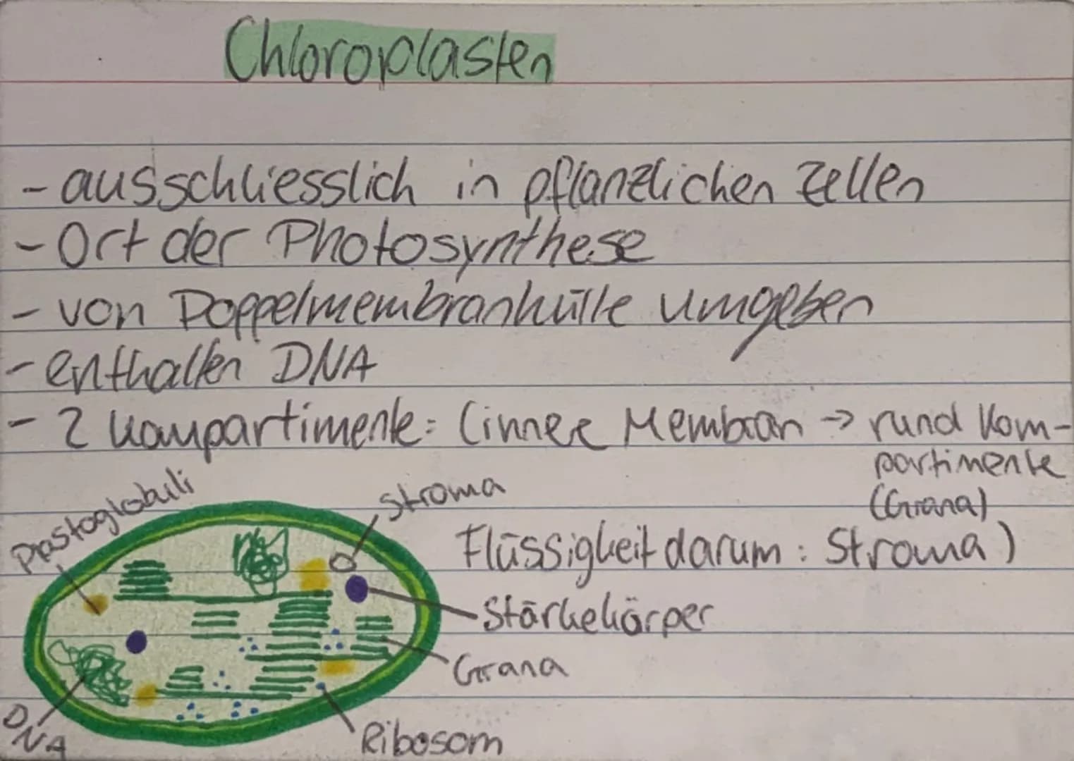 <h2 id="zellorganellenchloroplasten">Zellorganellen: Chloroplasten</h2>
<p>Die Chloroplasten kommen ausschließlich in pflanzlichen Zellen vo