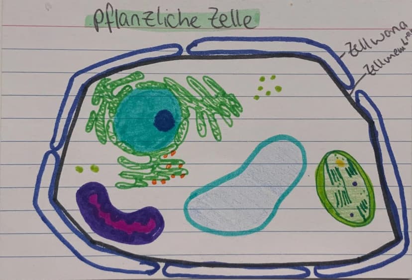 <h2 id="zellorganellenchloroplasten">Zellorganellen: Chloroplasten</h2>
<p>Die Chloroplasten kommen ausschließlich in pflanzlichen Zellen vo