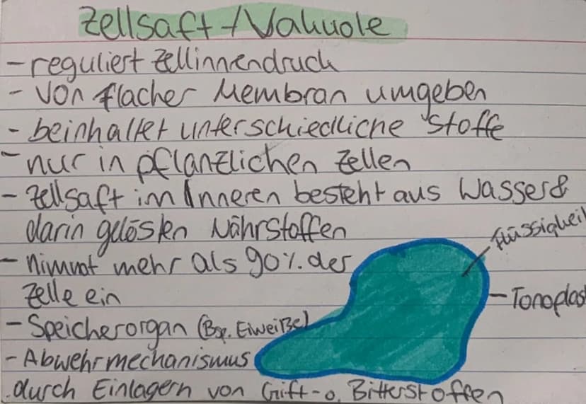 <h2 id="zellorganellenchloroplasten">Zellorganellen: Chloroplasten</h2>
<p>Die Chloroplasten kommen ausschließlich in pflanzlichen Zellen vo