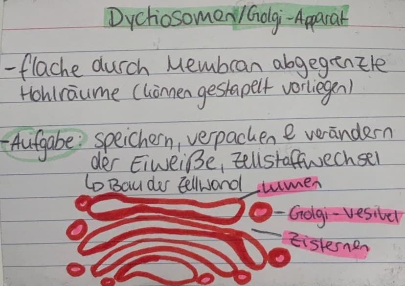 <h2 id="zellorganellenchloroplasten">Zellorganellen: Chloroplasten</h2>
<p>Die Chloroplasten kommen ausschließlich in pflanzlichen Zellen vo