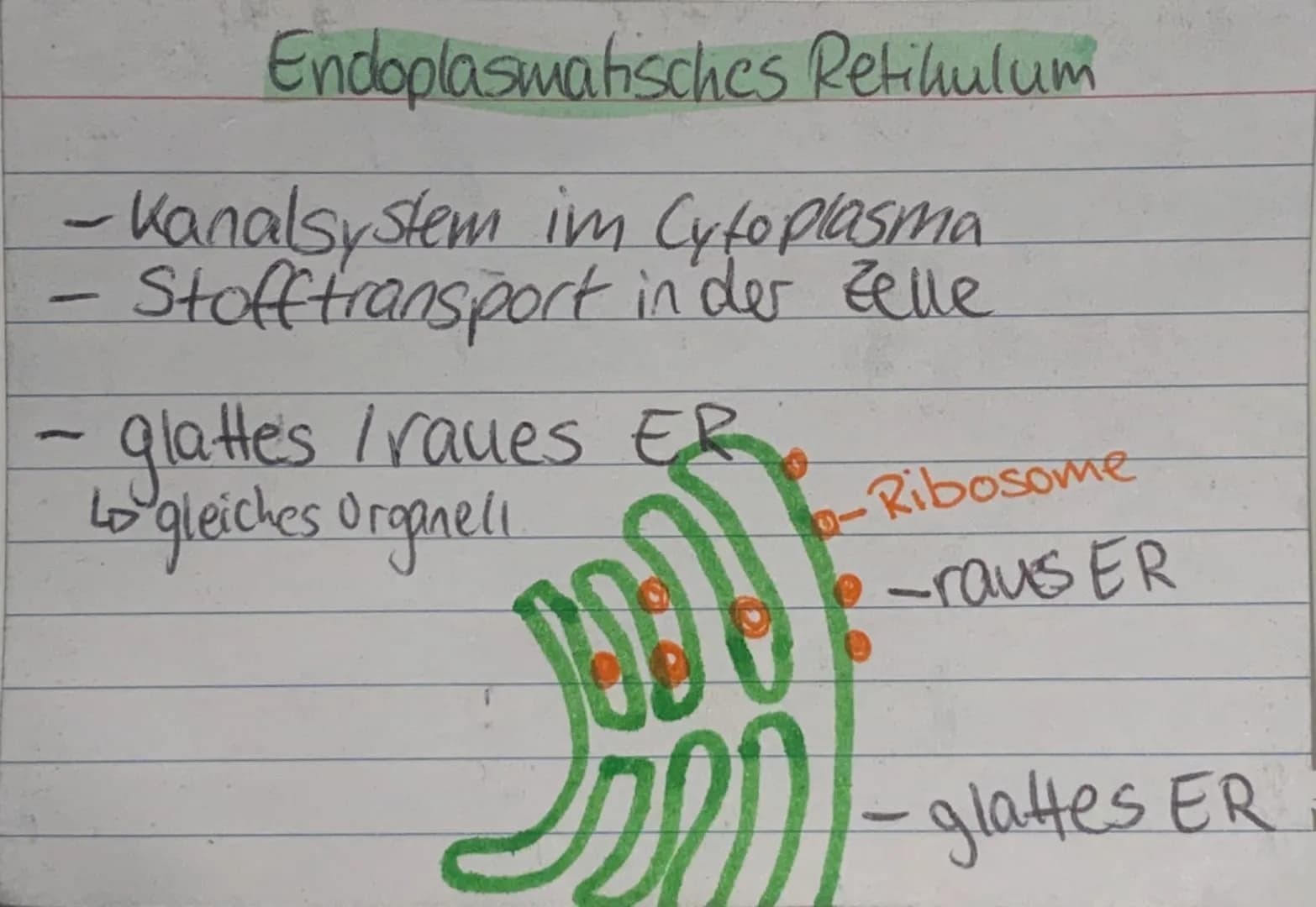 <h2 id="zellorganellenchloroplasten">Zellorganellen: Chloroplasten</h2>
<p>Die Chloroplasten kommen ausschließlich in pflanzlichen Zellen vo