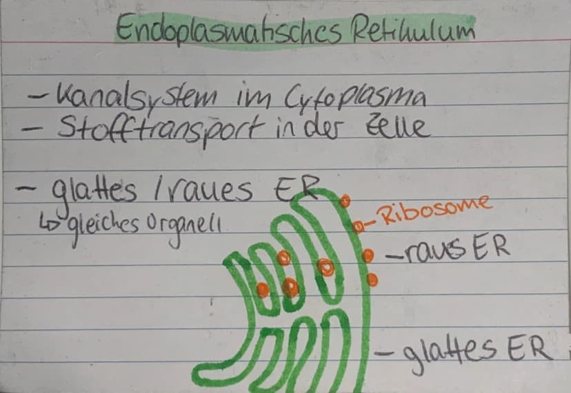 <h2 id="zellorganellenchloroplasten">Zellorganellen: Chloroplasten</h2>
<p>Die Chloroplasten kommen ausschließlich in pflanzlichen Zellen vo