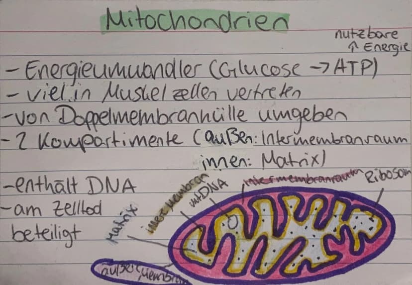 <h2 id="zellorganellenchloroplasten">Zellorganellen: Chloroplasten</h2>
<p>Die Chloroplasten kommen ausschließlich in pflanzlichen Zellen vo