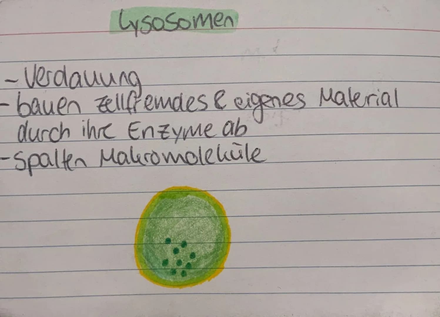 <h2 id="zellorganellenchloroplasten">Zellorganellen: Chloroplasten</h2>
<p>Die Chloroplasten kommen ausschließlich in pflanzlichen Zellen vo