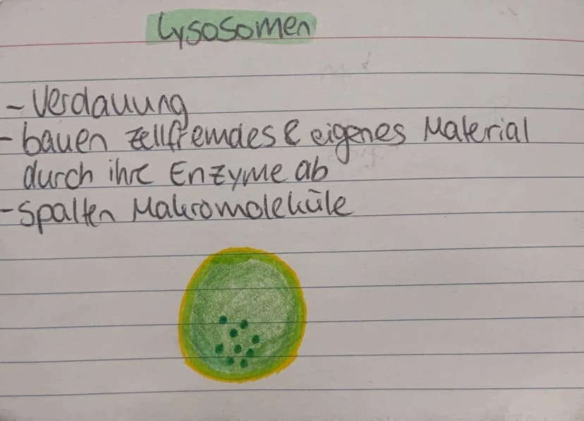 <h2 id="zellorganellenchloroplasten">Zellorganellen: Chloroplasten</h2>
<p>Die Chloroplasten kommen ausschließlich in pflanzlichen Zellen vo
