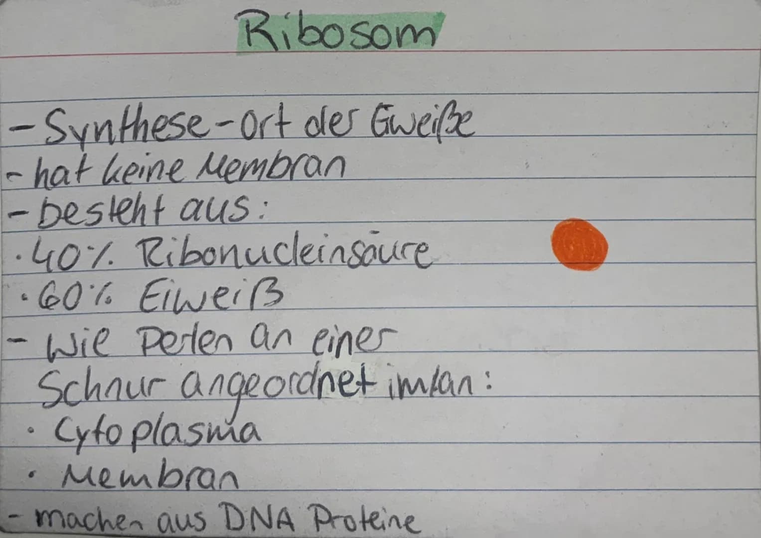 <h2 id="zellorganellenchloroplasten">Zellorganellen: Chloroplasten</h2>
<p>Die Chloroplasten kommen ausschließlich in pflanzlichen Zellen vo