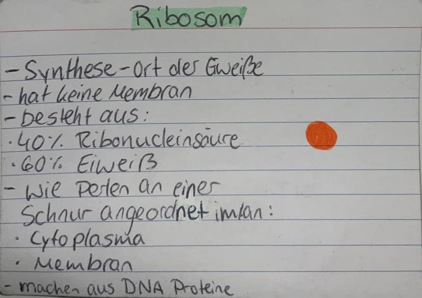 <h2 id="zellorganellenchloroplasten">Zellorganellen: Chloroplasten</h2>
<p>Die Chloroplasten kommen ausschließlich in pflanzlichen Zellen vo