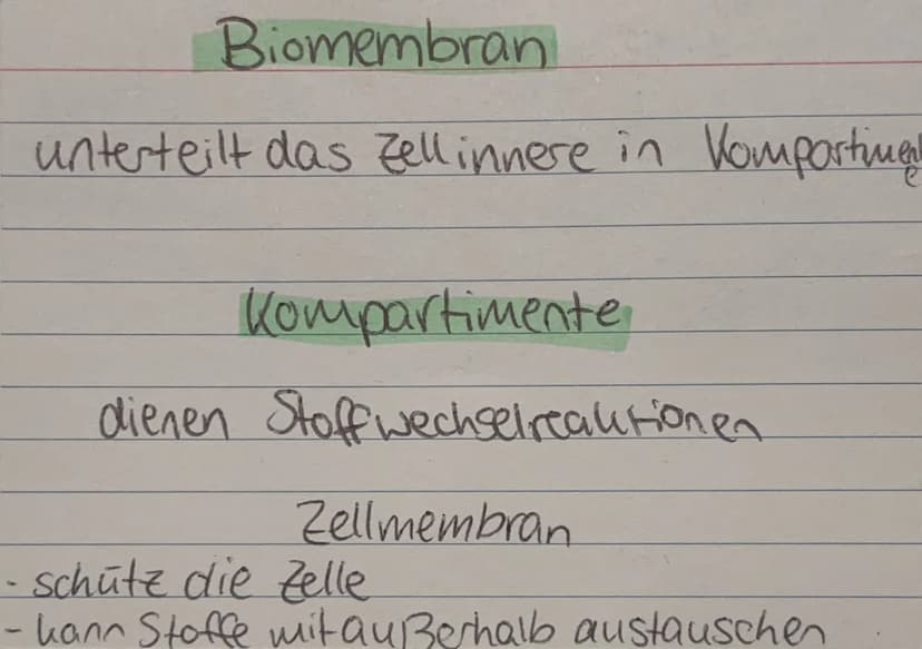 <h2 id="zellorganellenchloroplasten">Zellorganellen: Chloroplasten</h2>
<p>Die Chloroplasten kommen ausschließlich in pflanzlichen Zellen vo