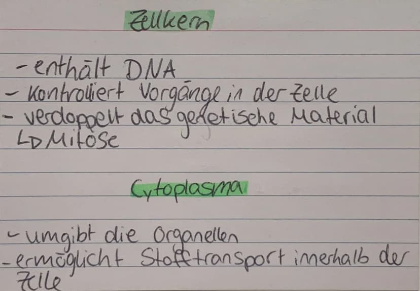 <h2 id="zellorganellenchloroplasten">Zellorganellen: Chloroplasten</h2>
<p>Die Chloroplasten kommen ausschließlich in pflanzlichen Zellen vo