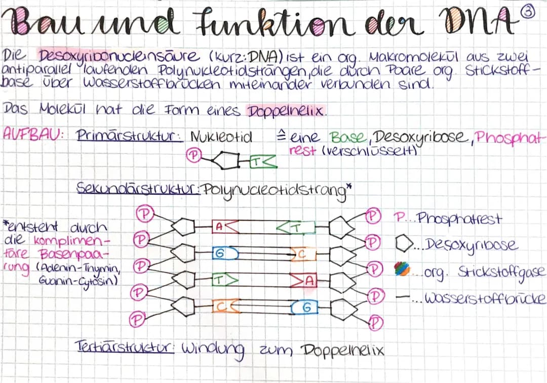 Bau und Funktion der DNA