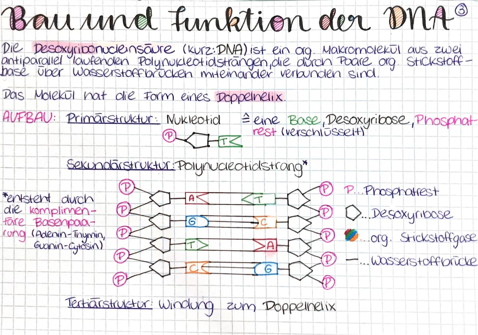 Bau und funktion der DNA
Die Desoxyribonucleinsäure (kurz: DNA) ist ein org. Makromolekul aus zwei
antiparallel laufenden Polynukleotidsträn