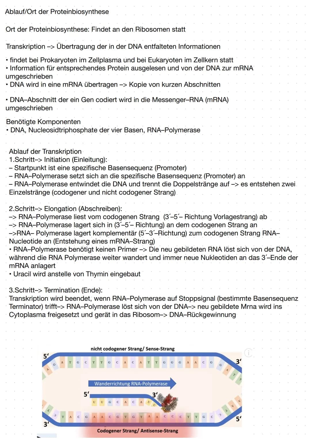 DNA (Desoxyribose)
-> Erbinformation unseres Körpers.
• befindet sich in unserem Zellkern
-> Proteine die für Nerven und Muskelzellen benöti