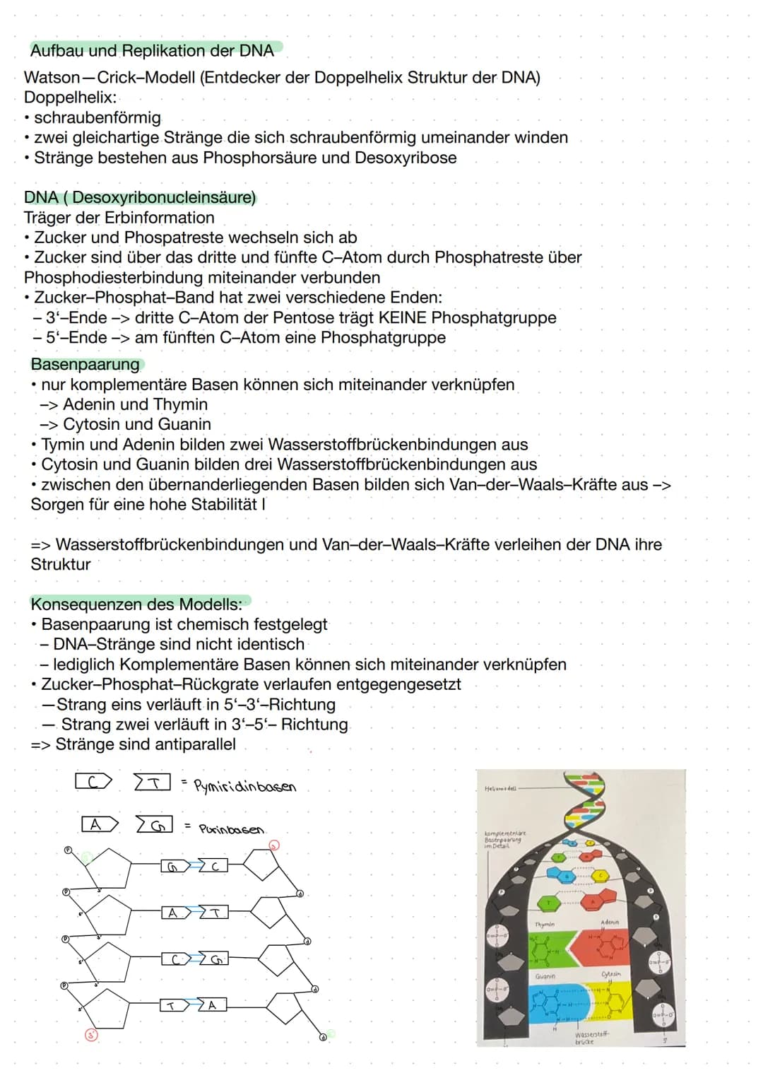 DNA (Desoxyribose)
-> Erbinformation unseres Körpers.
• befindet sich in unserem Zellkern
-> Proteine die für Nerven und Muskelzellen benöti
