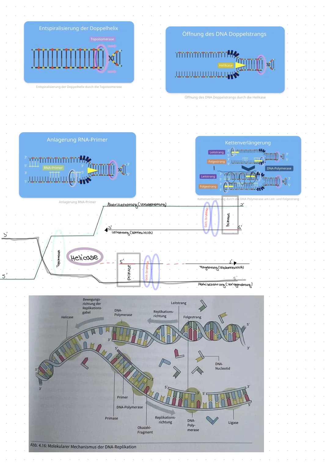 DNA (Desoxyribose)
-> Erbinformation unseres Körpers.
• befindet sich in unserem Zellkern
-> Proteine die für Nerven und Muskelzellen benöti
