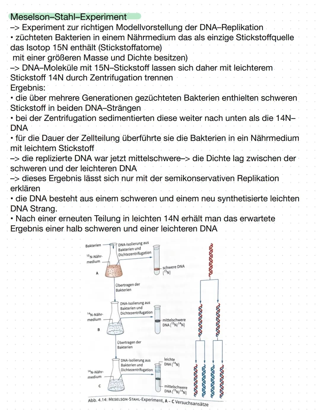 DNA (Desoxyribose)
-> Erbinformation unseres Körpers.
• befindet sich in unserem Zellkern
-> Proteine die für Nerven und Muskelzellen benöti