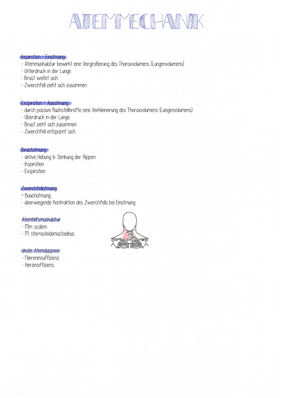 ATEMMECHANIK
Inspiration Einatmung
- Atemmuskulatur bewirkt eine Vergrößerung des Thoraxvolumens (Lungenvolumens)
-Unterdruck in der Lunge
-