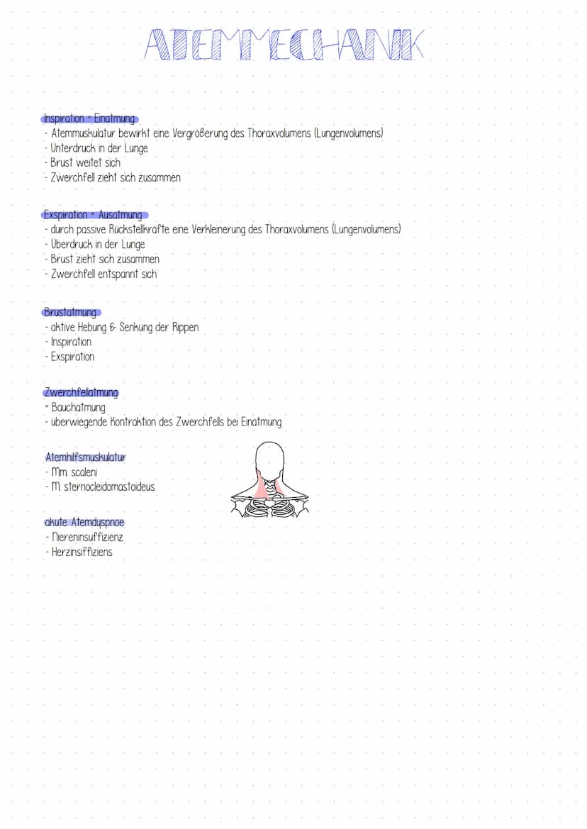 ATEMMECHANIK
Inspiration Einatmung
- Atemmuskulatur bewirkt eine Vergrößerung des Thoraxvolumens (Lungenvolumens)
-Unterdruck in der Lunge
-