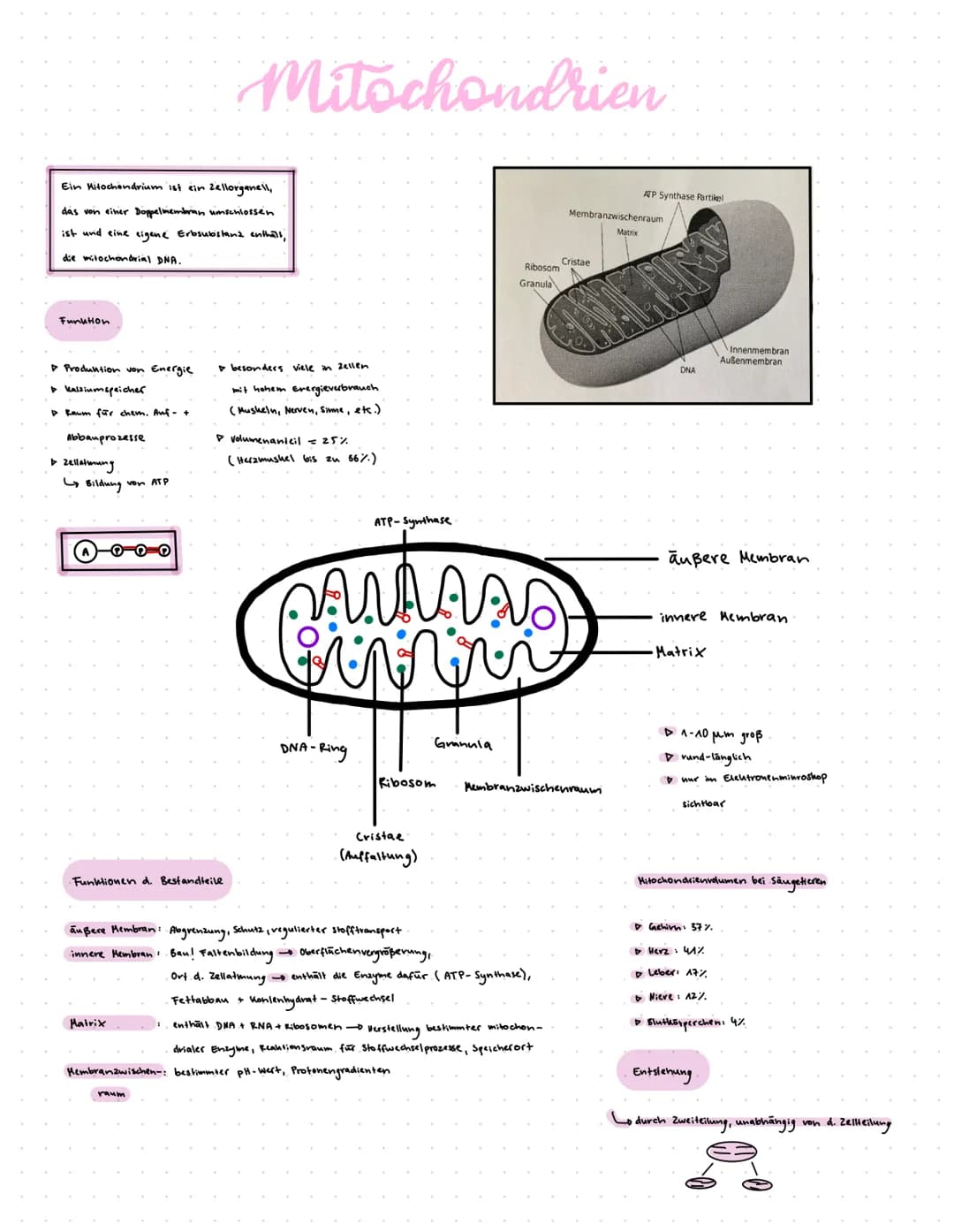Ein Mitochondrium ist ein Zellorganell,
das von einer Doppelmembran umschlossen
ist und eine eigene Erbsubstanz enthall,
die mitochondrial D