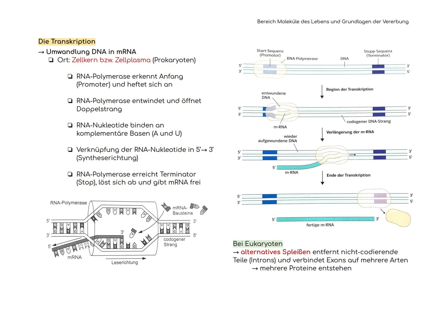 Enzymatik
Enzyme sind Biokatalysatoren
Enzyme als Biokatalysatoren, die biochemische
Reaktionen beschleunigen, indem sie die
Aktivierungsene