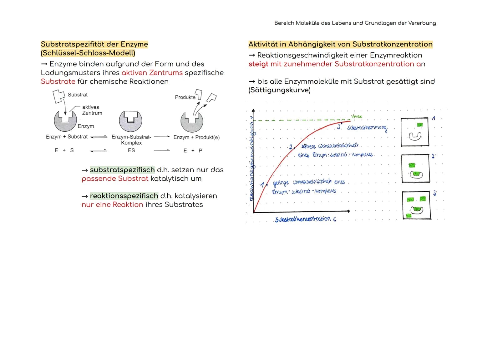 Enzymatik
Enzyme sind Biokatalysatoren
Enzyme als Biokatalysatoren, die biochemische
Reaktionen beschleunigen, indem sie die
Aktivierungsene