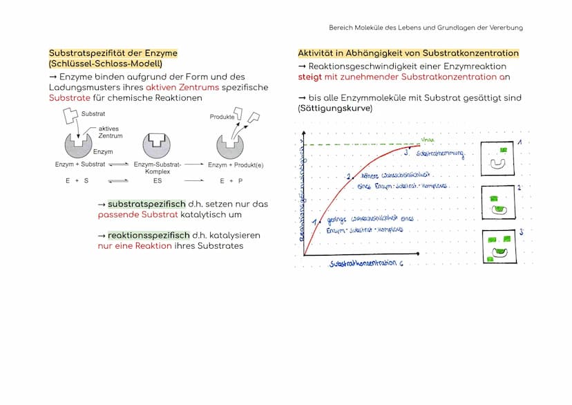 Enzymatik
Enzyme sind Biokatalysatoren
Enzyme als Biokatalysatoren, die biochemische
Reaktionen beschleunigen, indem sie die
Aktivierungsene