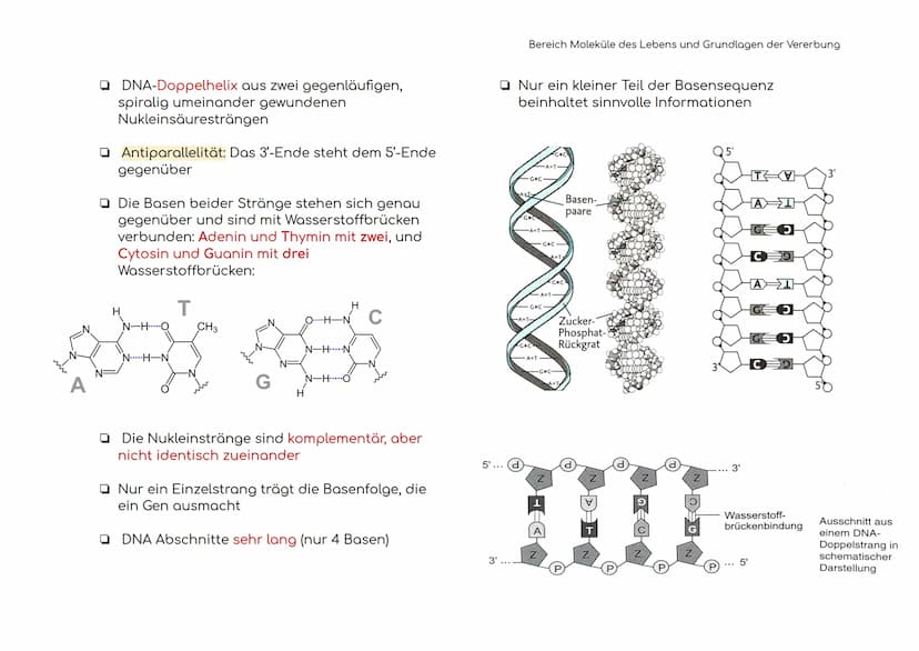 Enzymatik
Enzyme sind Biokatalysatoren
Enzyme als Biokatalysatoren, die biochemische
Reaktionen beschleunigen, indem sie die
Aktivierungsene