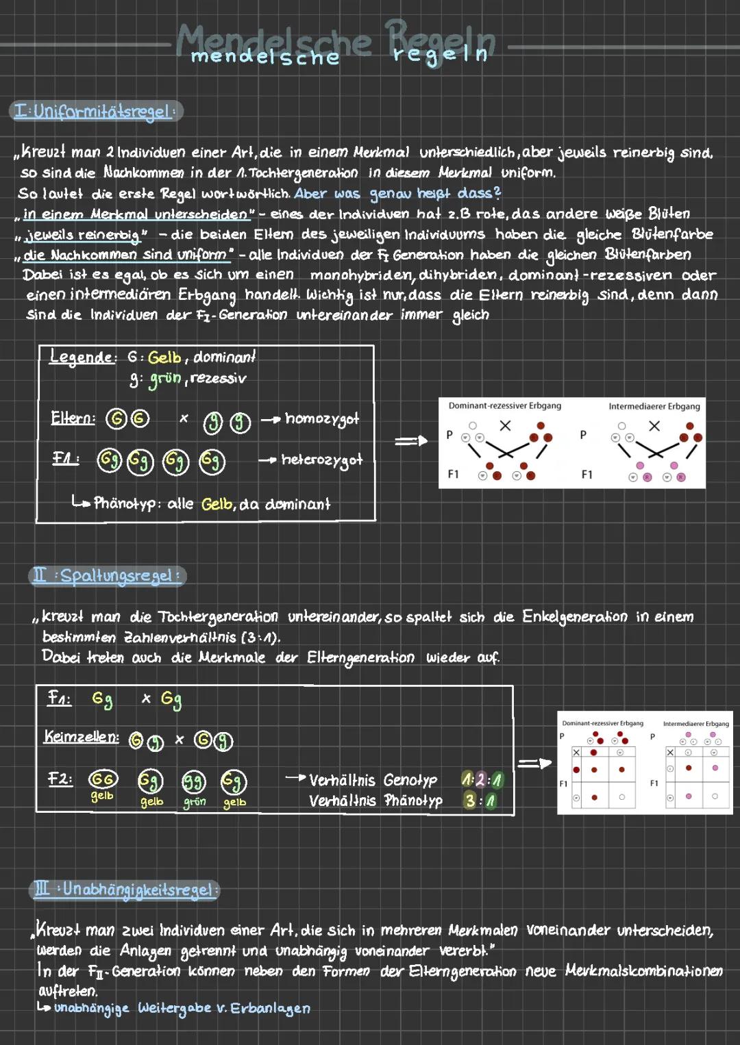 Die 3 Mendelschen Regeln Einfach Erklärt: 1., 2. und 3. Regel + Tabellen und Beispiele