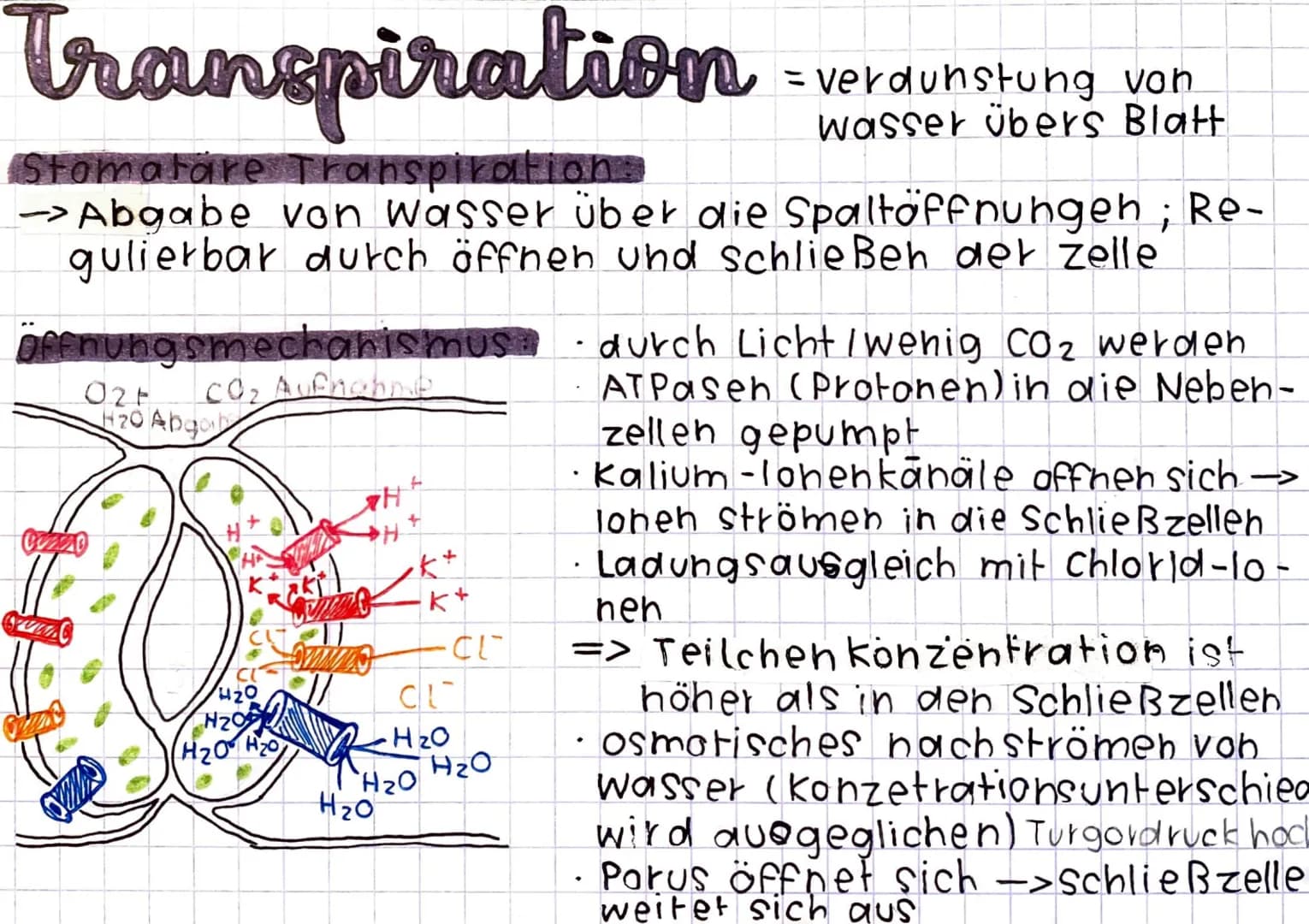 Homoitherme Tiere
Körpertemperatur wird unabhängig von der Umge-
bungstemperatur konstant gehalten = endotherm
Energie- und Nahrungsbedarf i