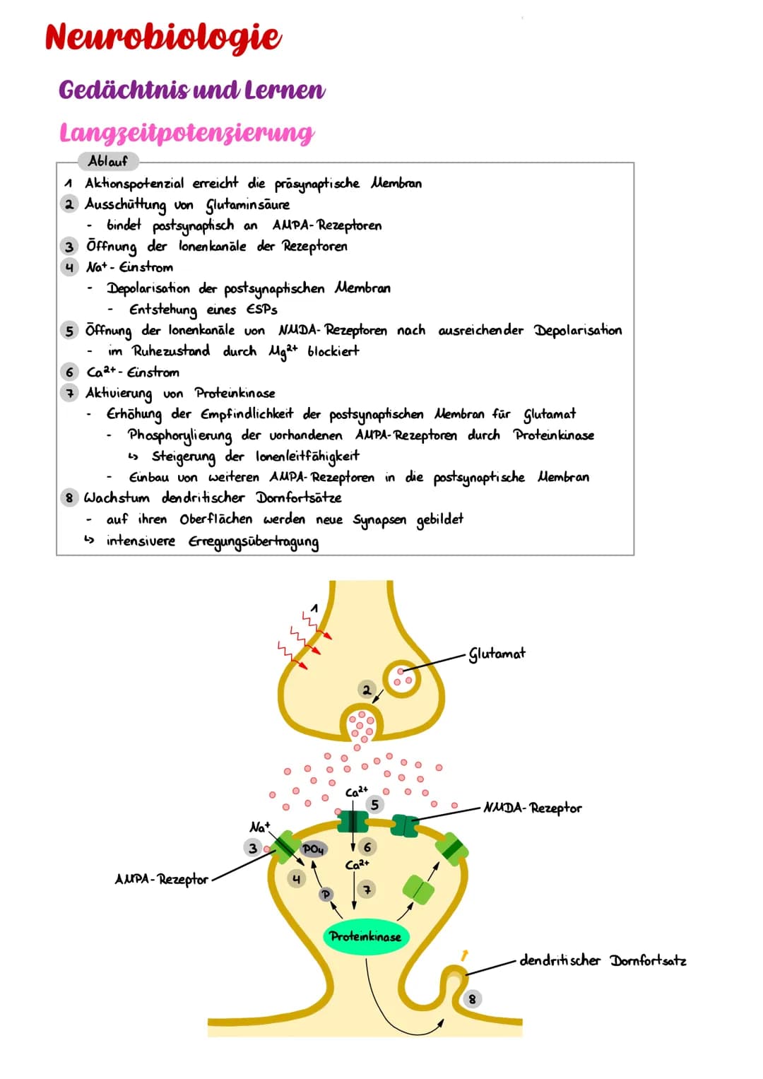Neurobiologie
Gedächtnis und Lernen
Langzeitpotenzierung
Ablauf
Aktionspotenzial erreicht die präsynaptische Membran
2 Ausschüttung von Glut