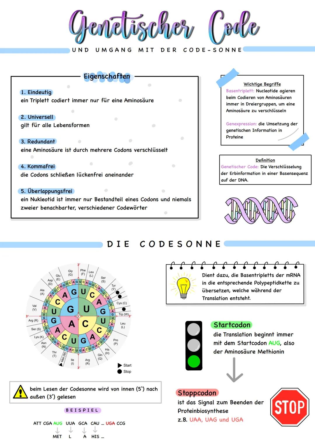 1. Eindeutig
ein Triplett codiert immer nur für eine Aminosäure
2. Universell
gilt für alle Lebensformen
3. Redundant
eine Aminosäure ist du