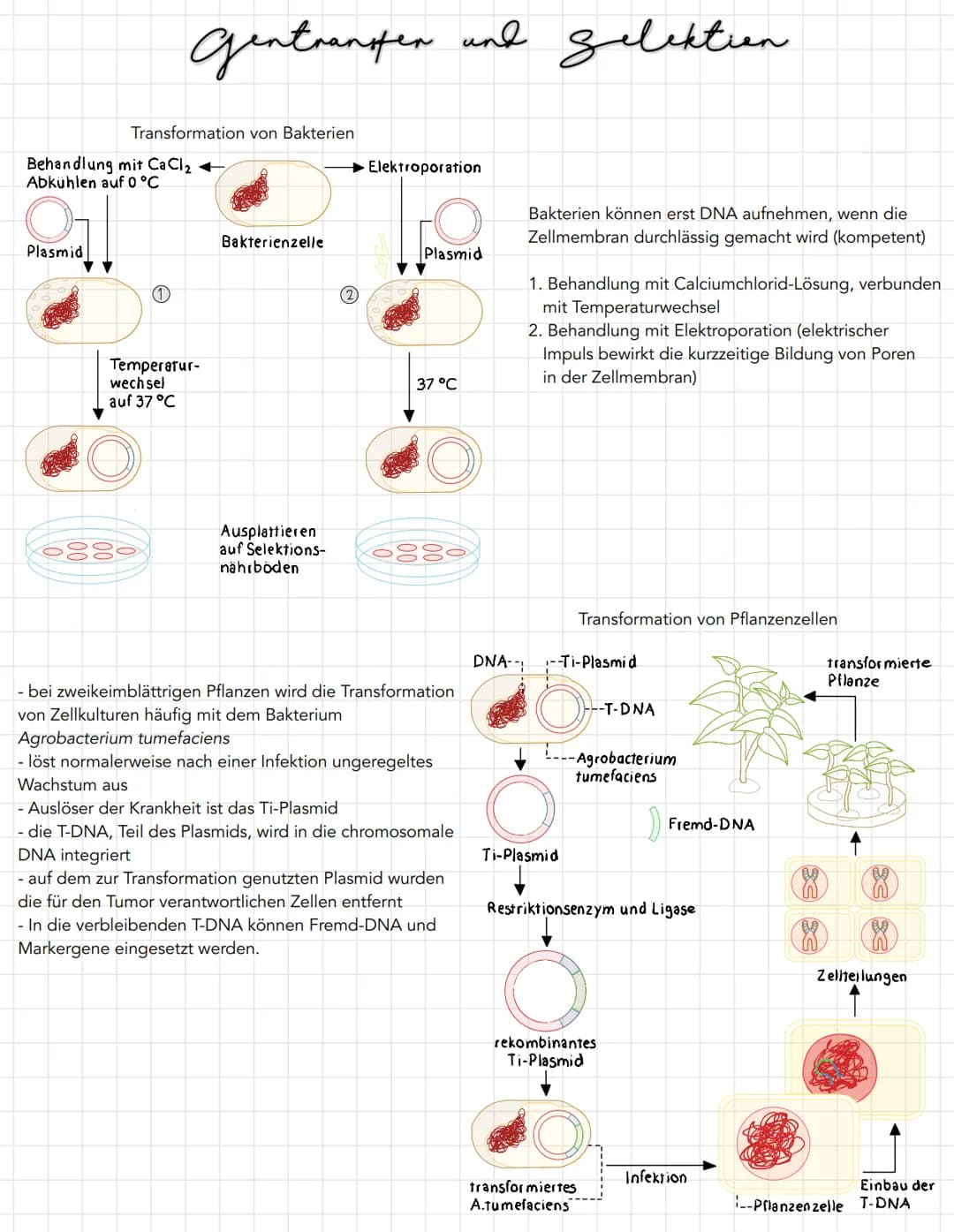 Gentransfer and gelektion
zur Vermehrung rekombinanter DNA muss diese in teilungsfähige Zellen
gebracht werden
- für diesen Gentransfer kann