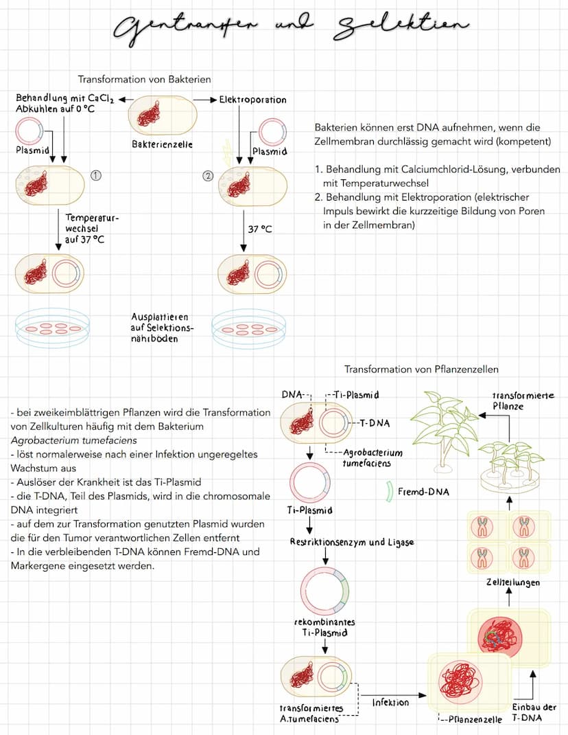 Gentransfer and gelektion
zur Vermehrung rekombinanter DNA muss diese in teilungsfähige Zellen
gebracht werden
- für diesen Gentransfer kann