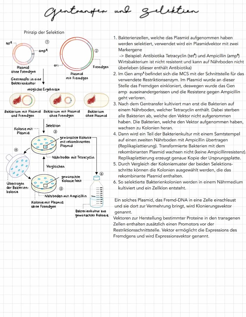 Gentransfer and gelektion
zur Vermehrung rekombinanter DNA muss diese in teilungsfähige Zellen
gebracht werden
- für diesen Gentransfer kann