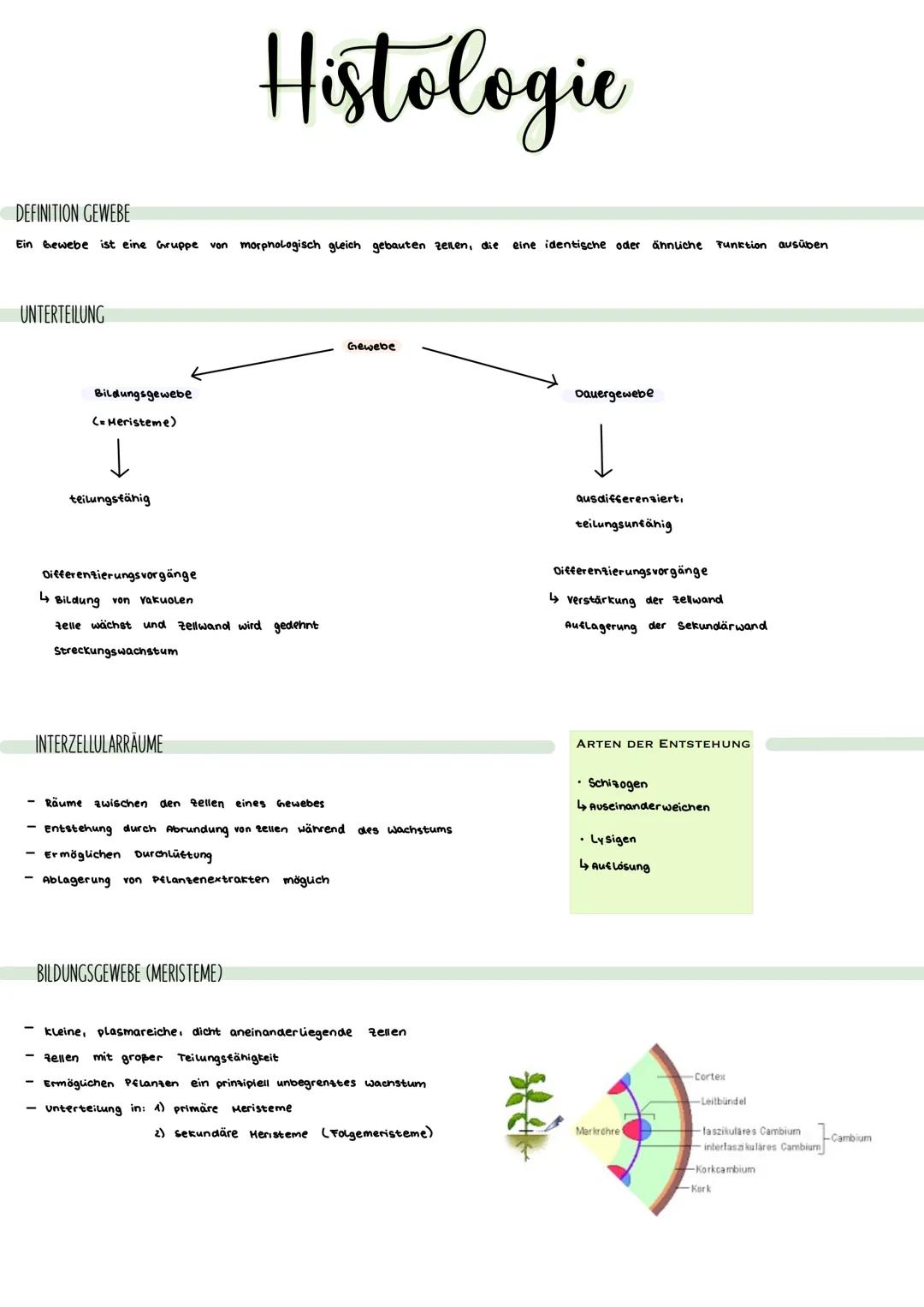 DEFINITION GEWEBE
Ein Gewebe ist eine Gruppe von morphologisch gleich gebauten zellen, die eine identische oder ähnliche Funktion ausüben
UN