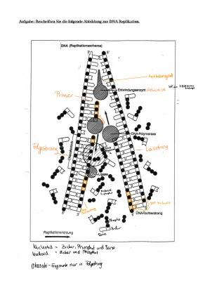 Know Mechanismus der DNA Replikation thumbnail