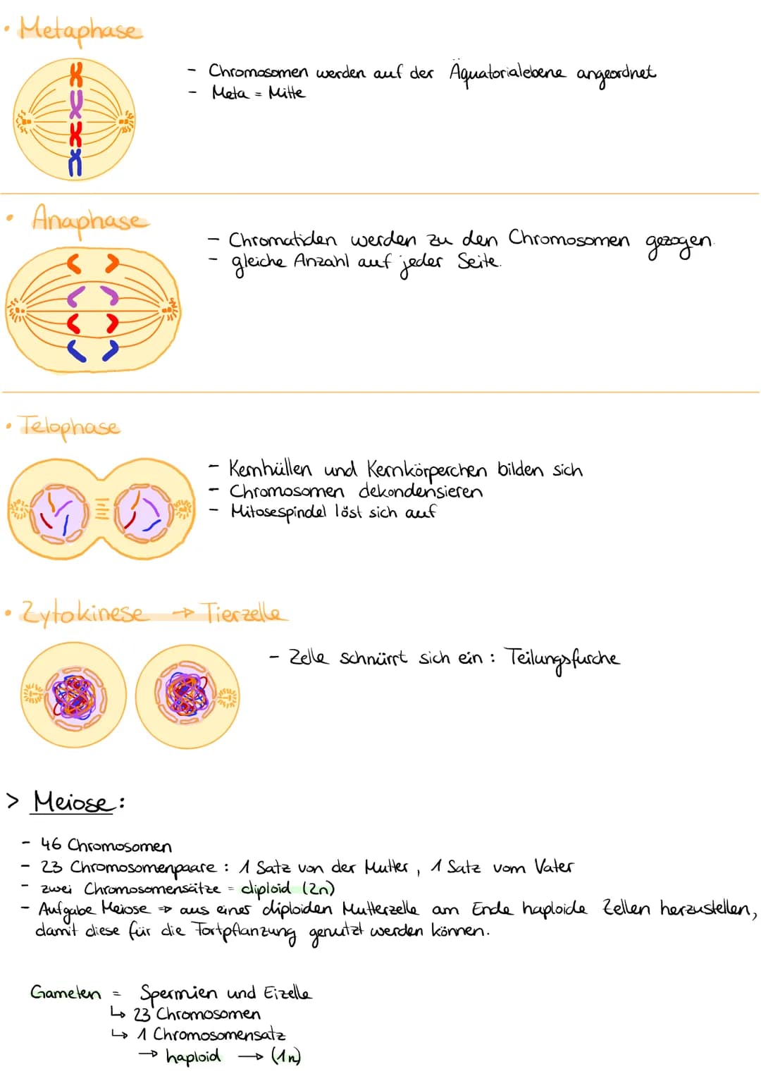 Sommer:
Erilimaton 1182
Metalimnion/4-182
Hypolimnion 4°C
Herbst:
●
ما ما ما ما
4°℃
Konsumtion
Sommerstagnation
Epilimnion:
erwärmte und gut