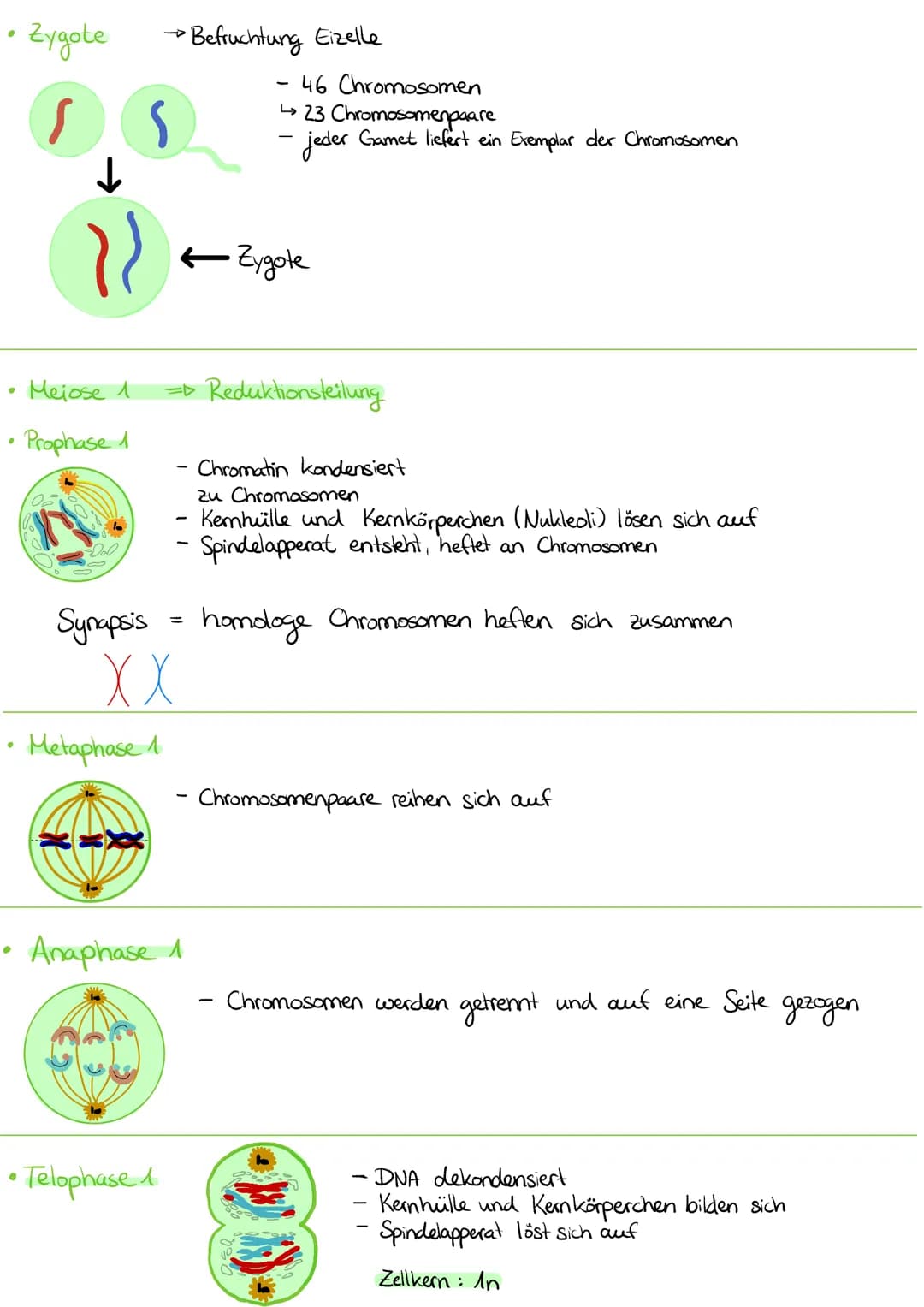 Sommer:
Erilimaton 1182
Metalimnion/4-182
Hypolimnion 4°C
Herbst:
●
ما ما ما ما
4°℃
Konsumtion
Sommerstagnation
Epilimnion:
erwärmte und gut
