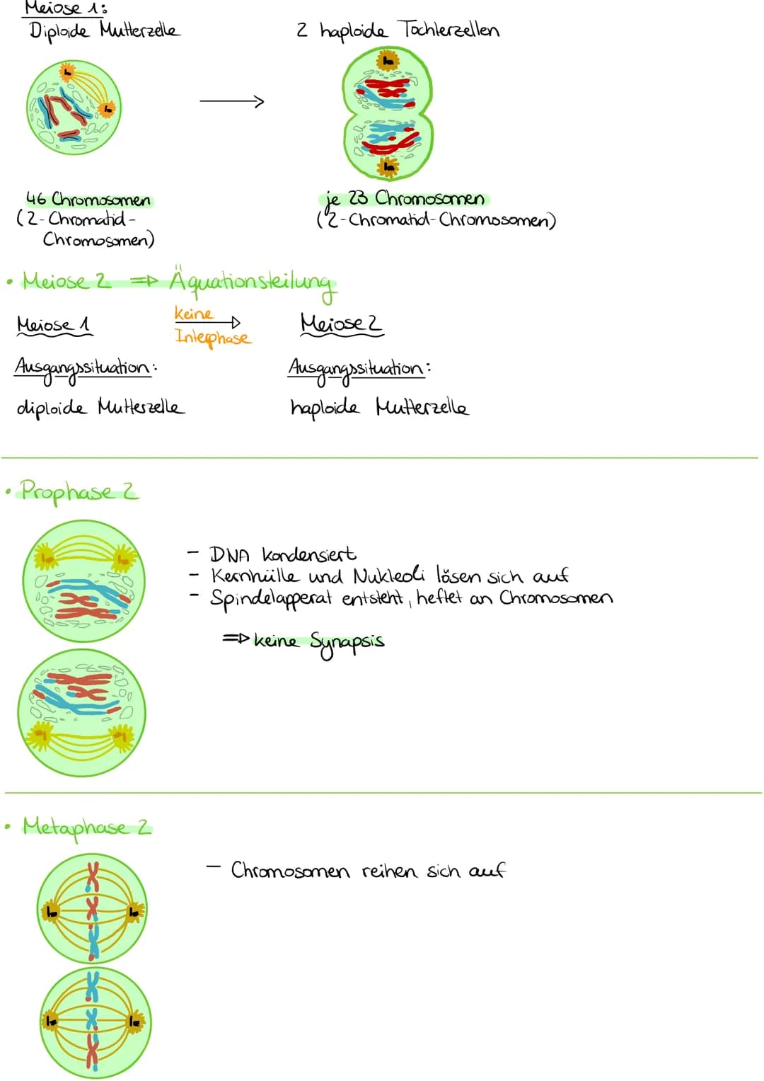 Sommer:
Erilimaton 1182
Metalimnion/4-182
Hypolimnion 4°C
Herbst:
●
ما ما ما ما
4°℃
Konsumtion
Sommerstagnation
Epilimnion:
erwärmte und gut