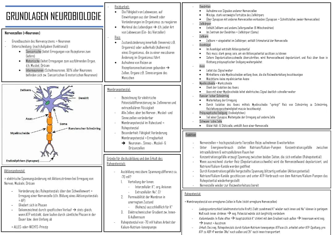 Ökologie, Populationsökologie, Grundsätze Neurobiologie
